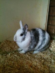 Iqys rabbit update Twinkle