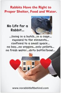 Rabbit Rights #1